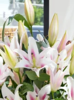 lily-arrengement-flowers-in-belek-2.webp